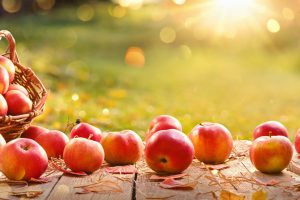 Apples in a Basket Outdoor. Sunny Background. Autumn Garden